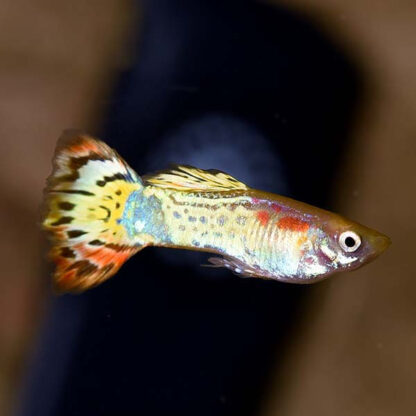 Poecilia reticulata – Luminus Cobra Guppy Male 2.5-3cm - Sales