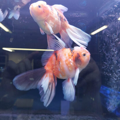 Carassius auratus-Rosetail Oranda Assorted 11-12 cm - Ψάρια Γλυκού