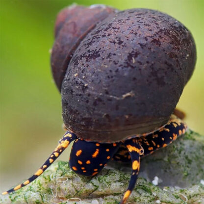 Notopala sp.-Papua Orange Spotted Snail 1cm - Sales