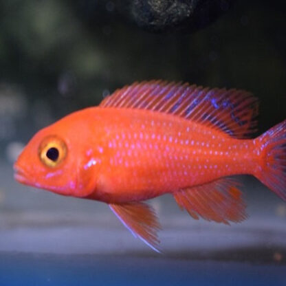 Aulonocara sp.-Peackok Cichlid Dragon Blood 4-6cm - Ψάρια Γλυκού