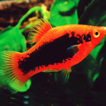 Xiphophorus maculatus – Platy Red Tuxedo 3-3.5cm - Ψάρια Γλυκού