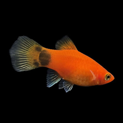 Xiphophorus maculatus –  Red Mickey Mouse Platy - Sales