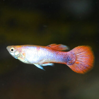 Poecilia reticulata – Rose Tail Guppy Male 2.5-3cm - Sales