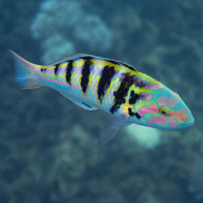 Thalassoma hardwicke – Sixbar wrasse L - Ψάρια Θαλασσινού