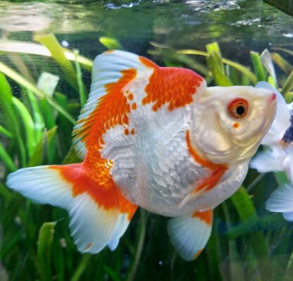 Carassius auratus – Ryukin Red and White 10-12cm - Ψάρια Γλυκού