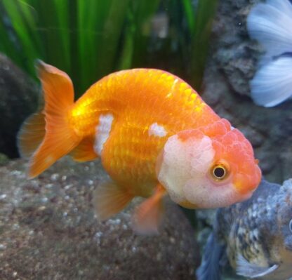 Carassius auratus-Ranchu Buffalo 9-10 cm - Ψάρια Γλυκού