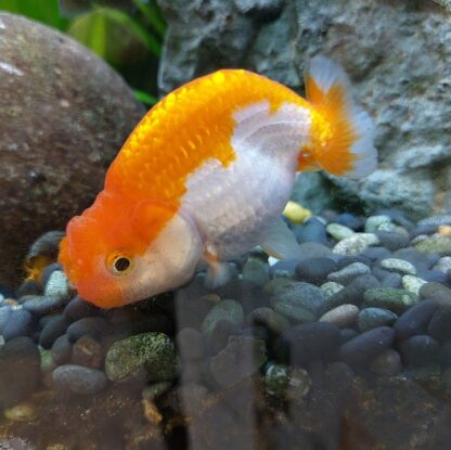 Carassius auratus-Ranchu Buffalo 9-10 cm - Ψάρια Γλυκού