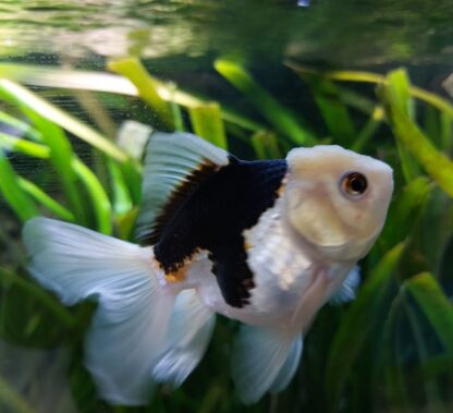 Carassius auratus – Oranda Panda 9-11cm - Ψάρια Γλυκού