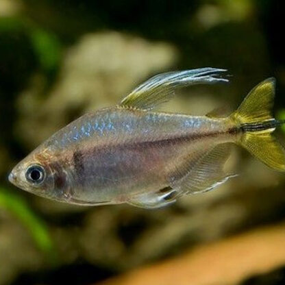 Hemigrammopetersius caudalis -Yellow Tail Congo Tetra 5 cm - Ψάρια Γλυκού