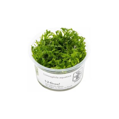 Tropica Limnophila aquatica 1-2 grow - Φυτά για Ενυδρεία