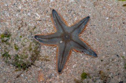 Astropecten indicus – Sand Starfish - Ασπόνδυλα Θαλασσινού