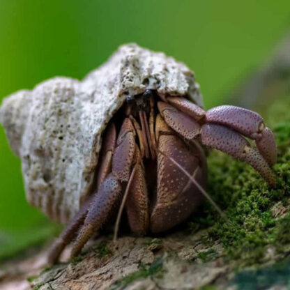 Coenobita brevimanus – Purple Hermit Crab 4cm - Ασπόνδυλα Γλυκού