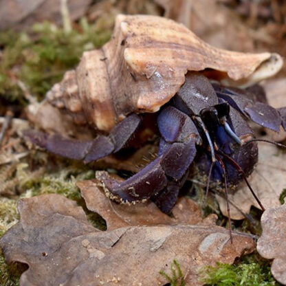 Coenobita violascens -Violet Hermit Crab 4cm - Ασπόνδυλα Γλυκού