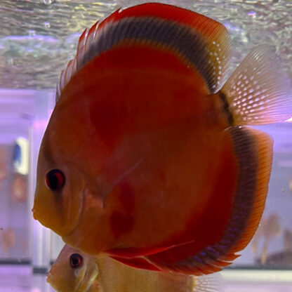 Symphysodon discus – Red Cover Blue Rim 10-12cm - Ψάρια Γλυκού