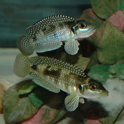 Lamprologus meleagris – Pearly Shelldweller 2-3 cm - Ψάρια Γλυκού