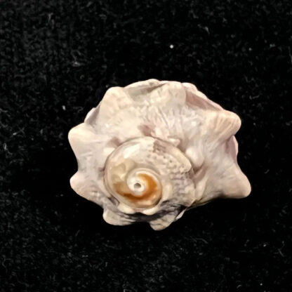 Lunella coronata – Crowned Turban Shell - Ασπόνδυλα Θαλασσινού