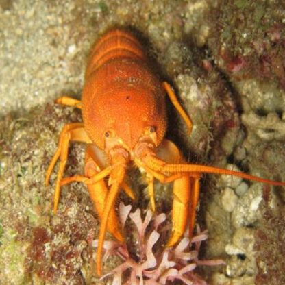 Palinurellus wieneckii-Indo-pacific furry lobster - Ασπόνδυλα Θαλασσινού