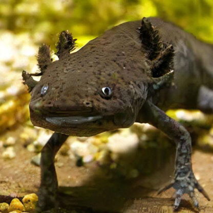 Ambystoma mexicanum – Axolotl - ΖΩΝΤΑΝΟΙ ΟΡΓΑΝΙΣΜΟΙ