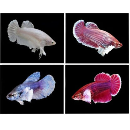 Betta splendens – Siamese Fighting Fish Plakat Big Ear male 4-5cm - Ψάρια Γλυκού