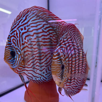 Symphysodon discus – Brilliant Turquoise 10-12cm - Sales