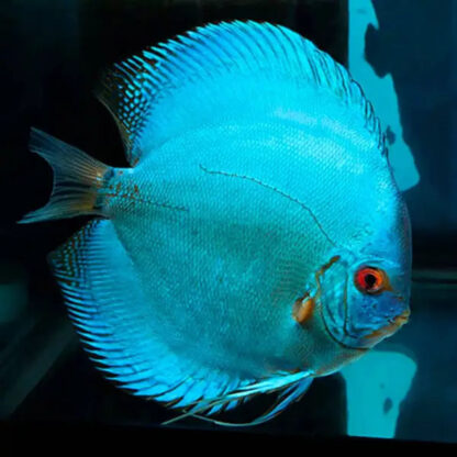 Symphysodon discus – Cobalt Blue 10-12cm - Ψάρια Γλυκού