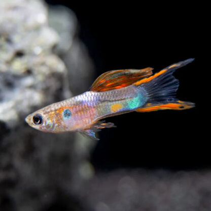 Poecilia wingei – Guppy Endler Multicolor 2cm - Sales