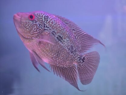 Cichlasoma sp. – Flowerhorn Red Wagon Female 14-18cm - Ψάρια Γλυκού