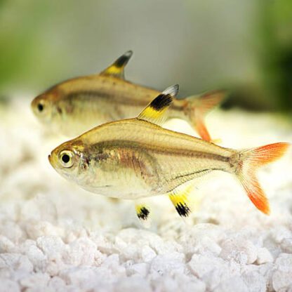 Pristella maxillaris – Golden X-Ray Tetra 3cm - special offer sales