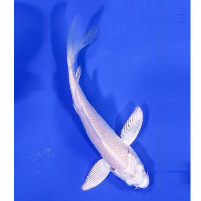 Cyprinus carpio – Platinum Ogon Butterfly Koi 10cm - Sales