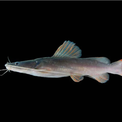 Hemibagrus nemurus –  Asian redtail catfish 10cm - Ψάρια Γλυκού