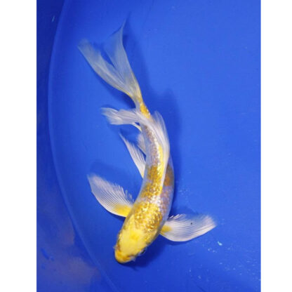 Cyprinus carpio –  Yellow Ogon Butterfly Koi 10 cm - Sales