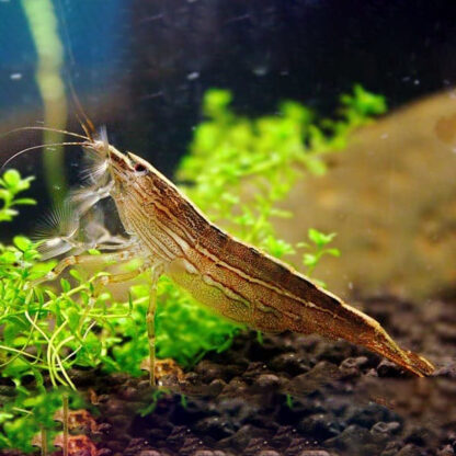 Atyopsis moluccensis – Rock Bamboo Shrimp 3-5 cm - Sales