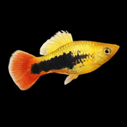 Xiphophorus maculatus – Tuxedo Platy Assorted M - Sales