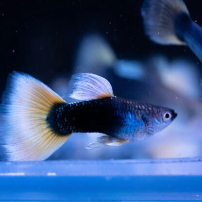 Poecilia reticulata – Black Yellowtail Guppy - Sales