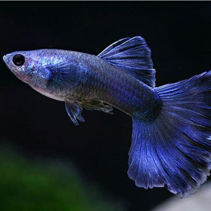 Poecilia reticulata – Blue Diamond Guppy - Sales