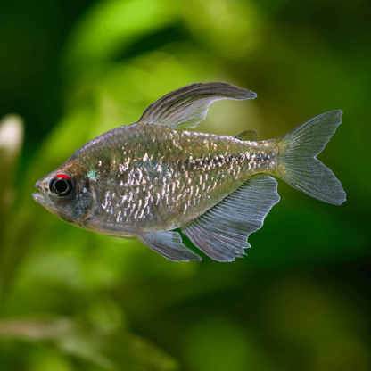 Moenkhausia pittieri – Diamond tetra - Sales