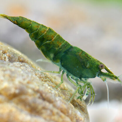 Neocaridina davidi sp. – Green Jade Shrimp - Sales