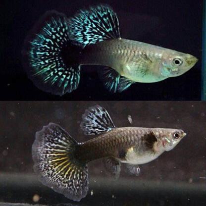 Poecilia reticulata-Guppy Dragon Female 3cm - Sales