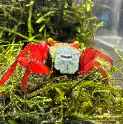 Geosesarma sp. “Rouxi” – Rainbow Vampire Crab - Sales