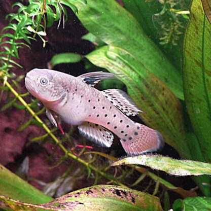 Stigmatogobius sadanundio – Kinight Goby 5cm - Sales