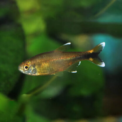 Hasemania nana – Silvertip Tetra - Sales