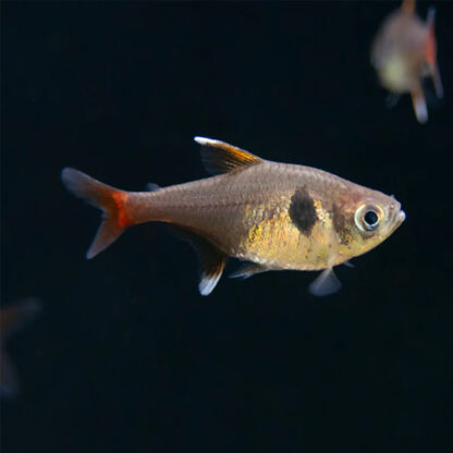 Hyphessobrycon roseus – Yellow Phantom Tetra - Sales