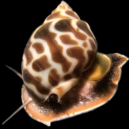 Babylonia spirata – Orange Spotted Tiger Snail - Sales