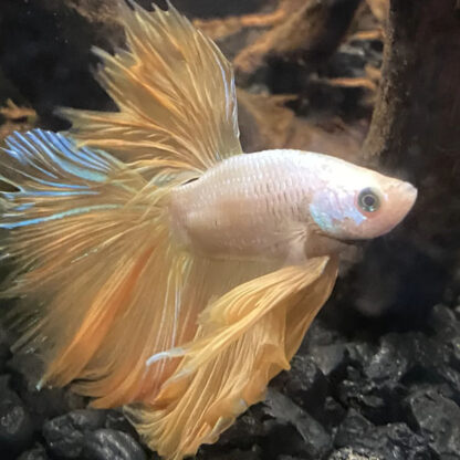 Betta splendens – Siamese Fighting Fish Male Snow white golden dragon - Ψάρια Γλυκού