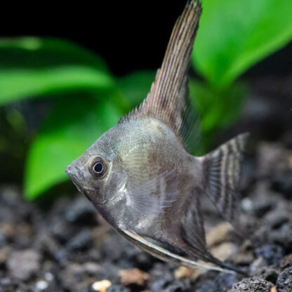 Pterophyllum scalare – Philippine Blue Smokey Angelfish 6.5cm - Sales