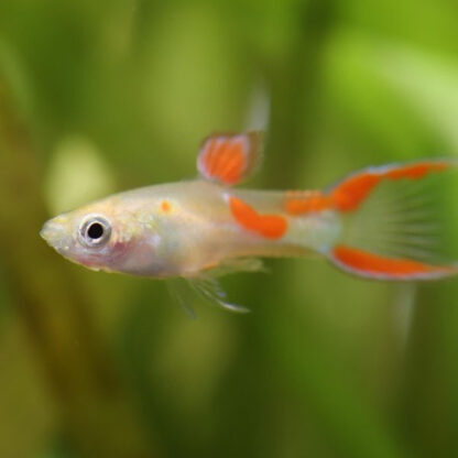 Poecilia reticulata – Guppy Calico Long Tail Male 2.5-3cm - Sales