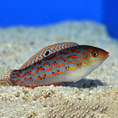 Halichoeres timorensis – Timor wrasse - Sales