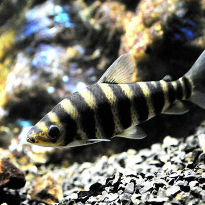 Leporinus affinis- Leporinus 5cm - Ψάρια Γλυκού