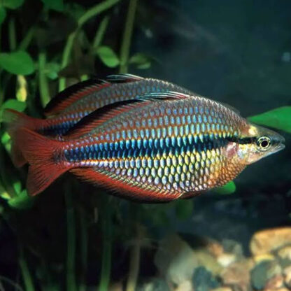 Melanotaenia trifasciata – Banded rainbowfish 8-9cm - Sales