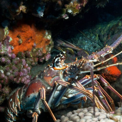 Panulirus ornatus – Ornate Spiny Lobster - Ασπόνδυλα Θαλασσινού